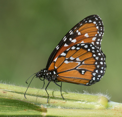 Danaus gilippus gilippus
