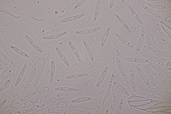 Meloderma desmazieri