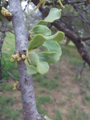 Erianthemum ngamicum