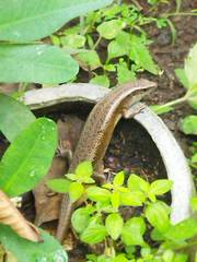 Eutropis multifasciata