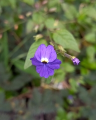Browallia americana