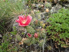 Opuntia × debreczyi