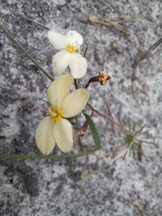Stylidium luteum