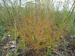 Trinia multicaulis