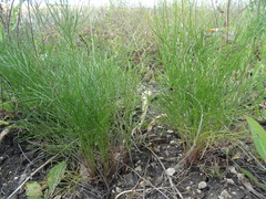 Trinia multicaulis
