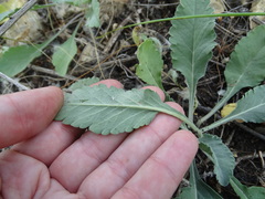 Scabiosa ochroleuca