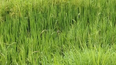 Lonchura leucogastroides