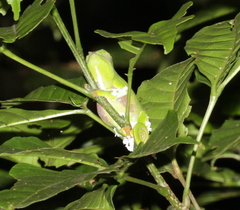 Furcifer balteatus