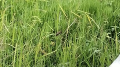 Lonchura leucogastroides