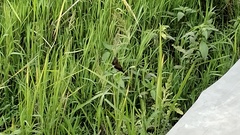 Lonchura leucogastroides