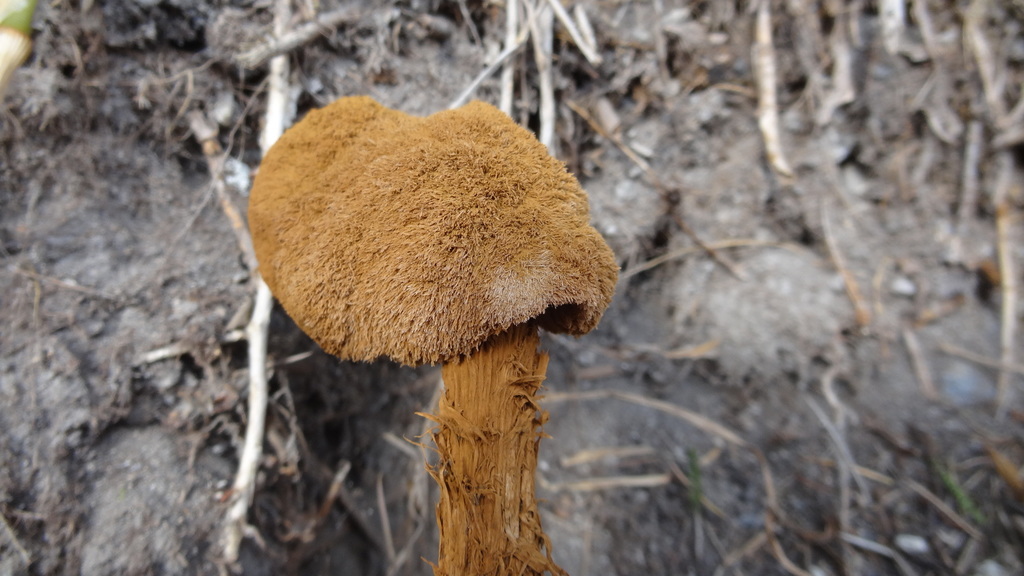 Battarrea phalloides · August 2021 · photo: © ignaciomoreiracorral (iNaturalist, cc-by-nc)