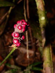 Anthurium thrinax