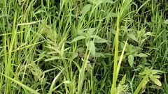 Lonchura leucogastroides