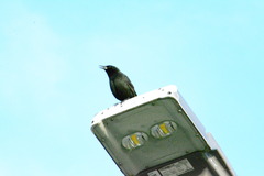 Curaeus curaeus curaeus