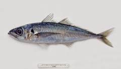 Trachurus declivis