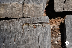 Ctenotus labillardieri