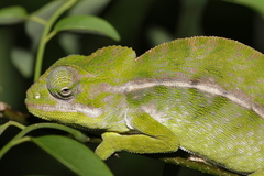 Furcifer major