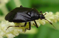 Deraeocoris trifasciatus
