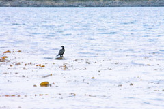 Nannopterum brasilianum brasilianum