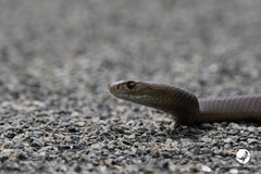 Pseudonaja affinis affinis