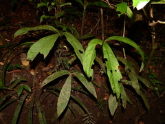 Anthurium thrinax