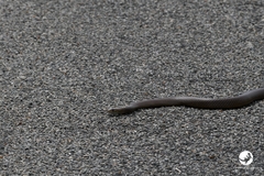 Pseudonaja affinis affinis