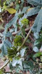 Mimosa diplotricha inermis