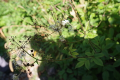 Chaerophyllum aromaticum