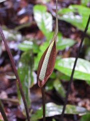 Anthurium thrinax