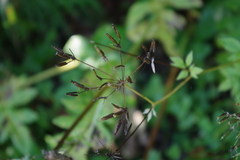 Chaerophyllum aromaticum