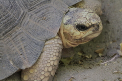 Astrochelys radiata