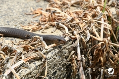 Pseudonaja affinis affinis