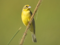 Sicalis luteola