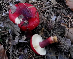 Russula torulosa