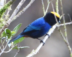 Iridosornis rufivertex