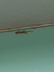 Hemidactylus platyurus