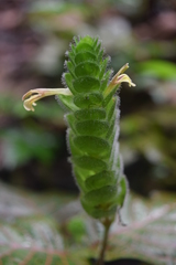 Fittonia albivenis