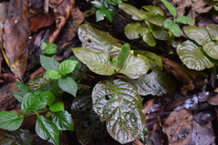 Fittonia albivenis