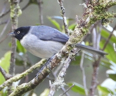 Pseudospingus verticalis
