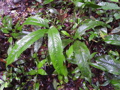 Anthurium thrinax