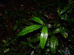 Anthurium thrinax