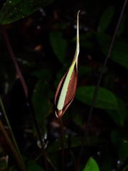 Anthurium thrinax