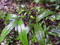 Anthurium thrinax