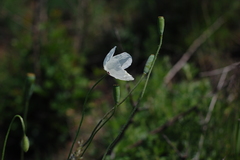 Papaver albiflorum