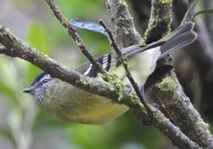 Phyllomyias nigrocapillus