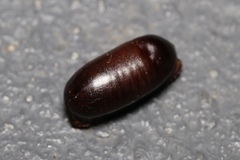 Euzosteria