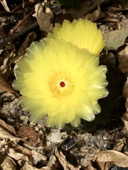 Parodia ottonis