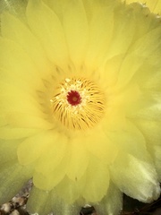 Parodia ottonis