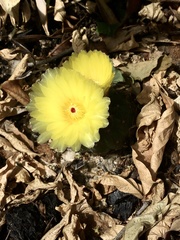 Parodia ottonis