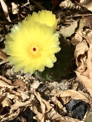 Parodia ottonis